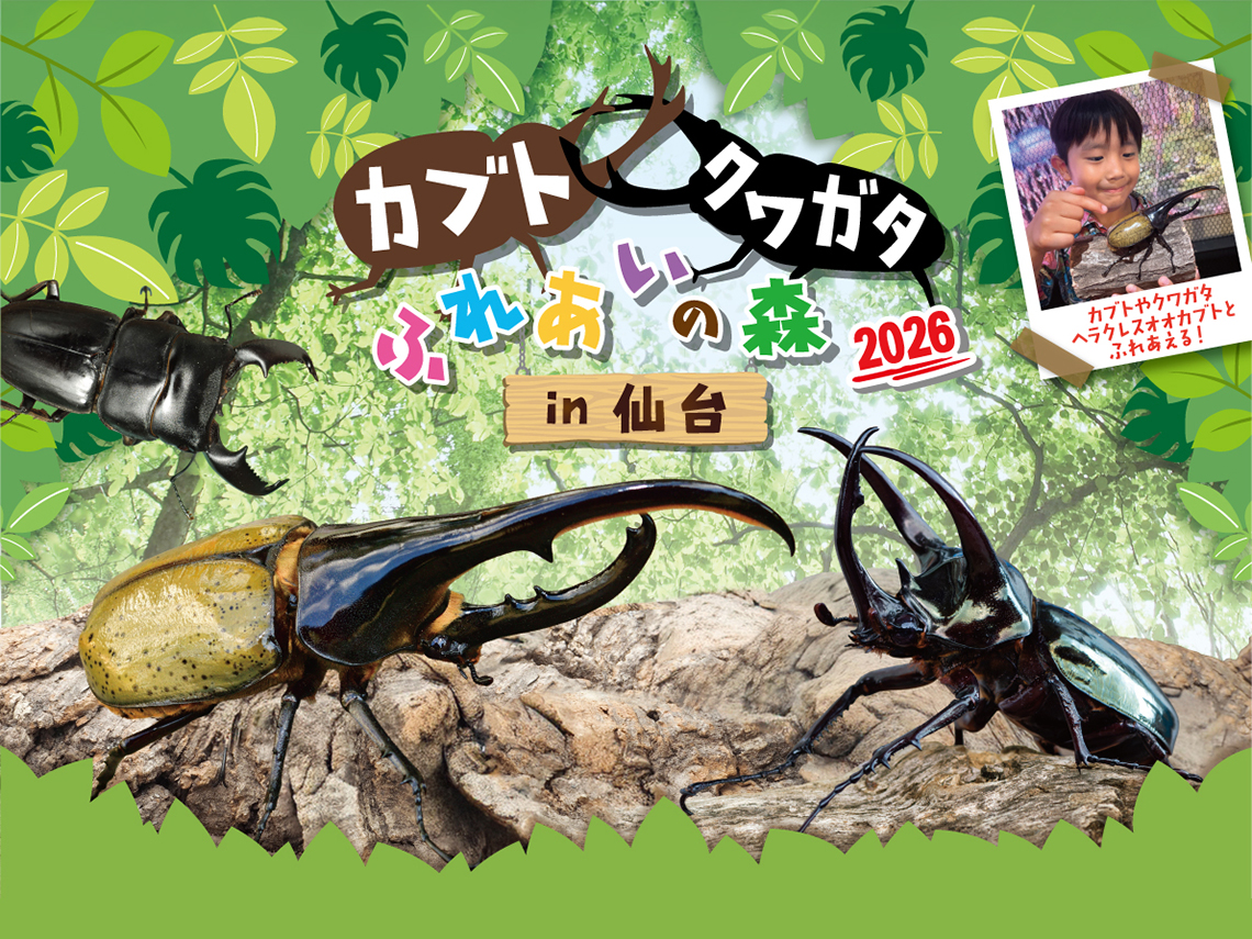 カブトクワガタふれあいの森開催中